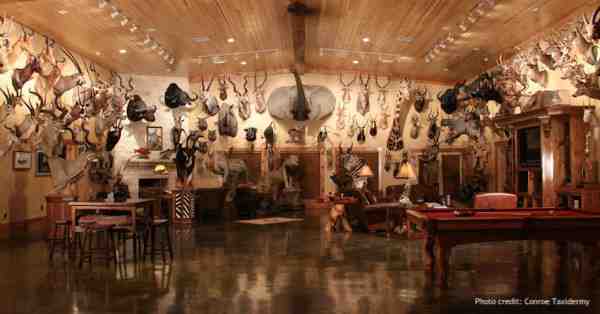 Taxidermy Decor is More Popular Than Ever!