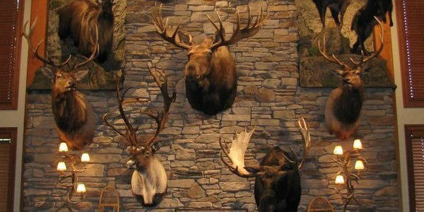 Finding the Perfect Taxidermy Decor