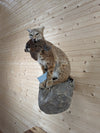 Premier Bobcat Full Body Lifesize Taxidermy Mount SW11343