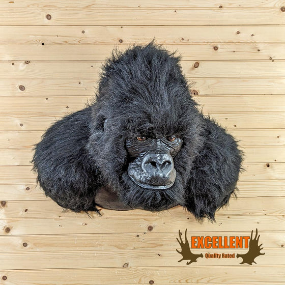 reproduction gorilla shoulder mount for sale