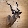 African Greater Kudu Taxidermy Shoulder Mount GB4179