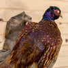Excellent Perched Exotic Red Pheasant Taxidermy Mount SW4859