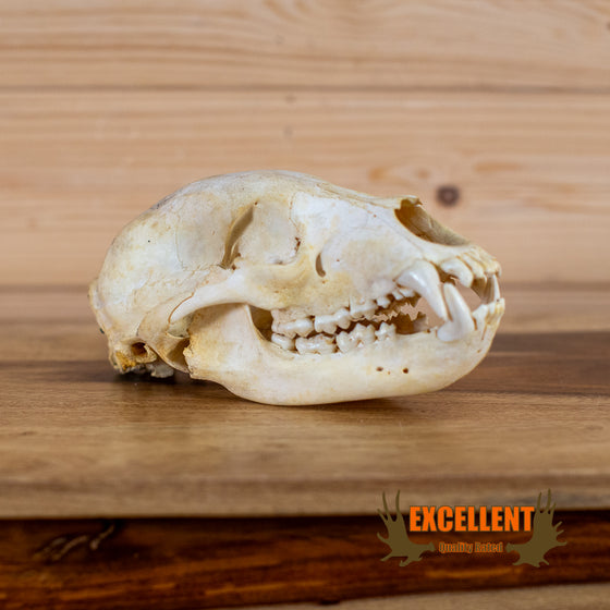 mountain lion puma cougar skull for sale