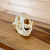 Excellent Black Bear Skull BK6212