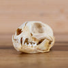 Nice Lynx Skull BK6218