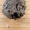 Excellent Natural Paper Wasp Hornet Nest BK6219