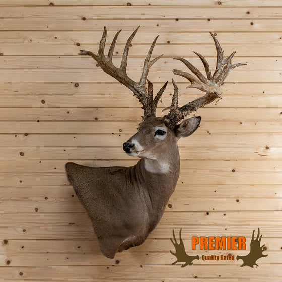 200 inch whitetail deer buck taxidermy mount for sale