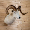 Vintage Alaskan Dall Sheep Taxidermy Mount DP4011