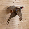 Excellent Flying Ringneck Pheasant Taxidermy Mount DP4013