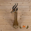 African Gerenuk Taxidermy Shoulder Mount DP4017