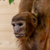 Premier Spider Monkey Full Body Lifesize Taxidermy Mount GB4146