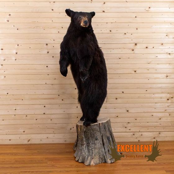 standing black bear taxidermy mount for sale