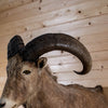 Excellent Aoudad Barbary Sheep Taxidermy Half-Body Mount GB4156