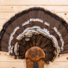 Premier Wild Merriam's Tom Turkey Tail Fan Mount with Beard and Spurs on Wood base GB4159