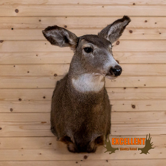 mule deer doe taxidermy shoulder mount for sale