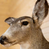 Excellent Mule Deer Doe Taxidermy Shoulder Mount GB4160