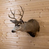 Excellent Mule Deer Buck Taxidermy Shoulder Mount GB4161