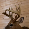 Excellent, Unique Eight-Point Whitetail Buck Taxidermy Mount GB4163