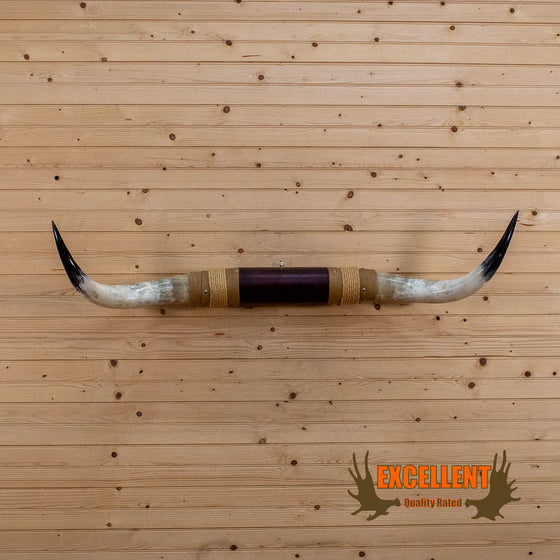 longhorn steer horn mount for sale