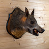 Wild Boar Hog Taxidermy Shoulder Mount GB4166