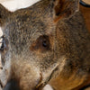Wild Boar Hog Taxidermy Shoulder Mount GB4166