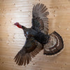 Premier Merriam's Turkey in Flight Taxidermy Mount GB4167