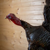 Premier Merriam's Turkey in Flight Taxidermy Mount GB4167