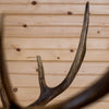 Eight Point Rocky Mountain Elk Taxidermy Shoulder Mount GB4169