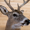 Nice Eight-Point Whitetail Buck Taxidermy Mount GB4171