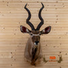 African greater kudu taxidermy shoulder mount for sale