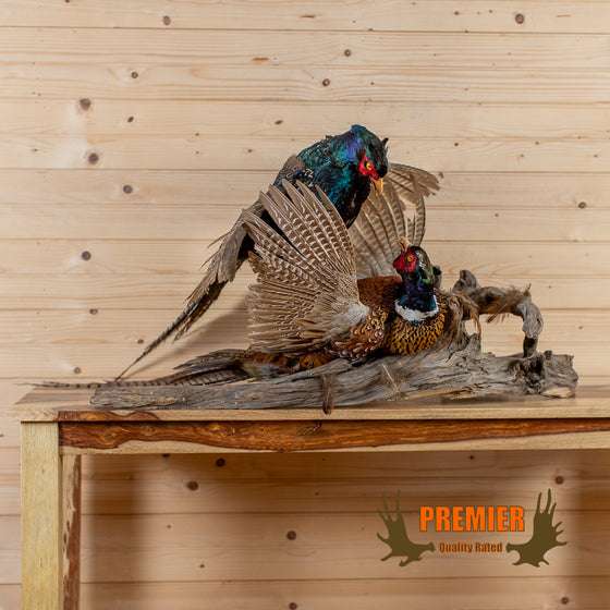 fighting pheasant taxidermy mount for sale