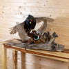 Premier Fighting Rooster Pheasants Taxidermy Mount GB4172
