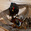Premier Fighting Rooster Pheasants Taxidermy Mount GB4172