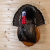 Excellent Wild Merriam's Tom Turkey Breast Mount on Wood base GB4159