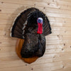 Excellent Wild Merriam's Tom Turkey Breast Mount on Wood base GB4159