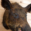 Excellent Wild Boar Hog Taxidermy Shoulder Mount GB4173