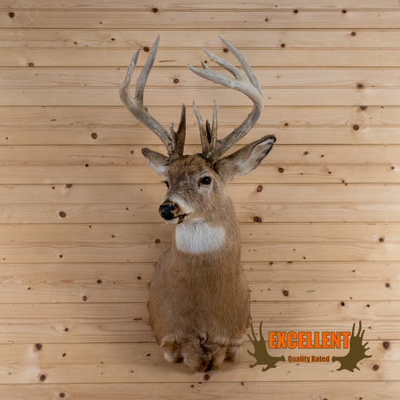 whitetail taxidermy shoulder mount for sal;e
