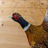 Excellent Ringneck Pheasant in Flight Taxidermy Mount GB4174
