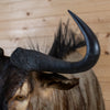Excellent African Blue Wildebeest Taxidermy GB4177