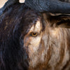 Excellent African Blue Wildebeest Taxidermy GB4177