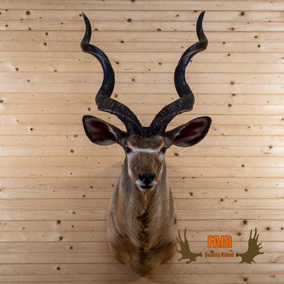 african greater kudu taxidermy shoulder mount for sale