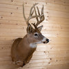 Excellent, Unique 5X6 Whitetail Buck Taxidermy Mount GB4182