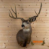 mule deer buck taxidermy shoulder mount for sale