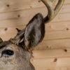 Excellent 5X4 Mule Deer Buck Taxidermy Mount GB4183