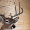 Excellent 10-point Whitetail Buck Taxidermy Mount GB4185
