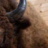 Excellent American Bison Taxidermy Shoulder Mount GB4186