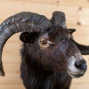 Nice Black Hawaiian Mouflon Sheep Ram Taxidermy Shoulder Mount GB4187