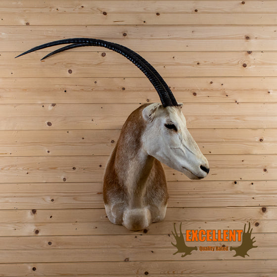 scimitar horned oryx texas taxidermy shoulder mount for sale