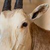 Excellent Scimitar-horned Oryx Taxidermy Shoulder Mount - TexasGB4188