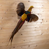 Premier Red Golden Chinese Pheasant Taxidermy Mount GB4190
